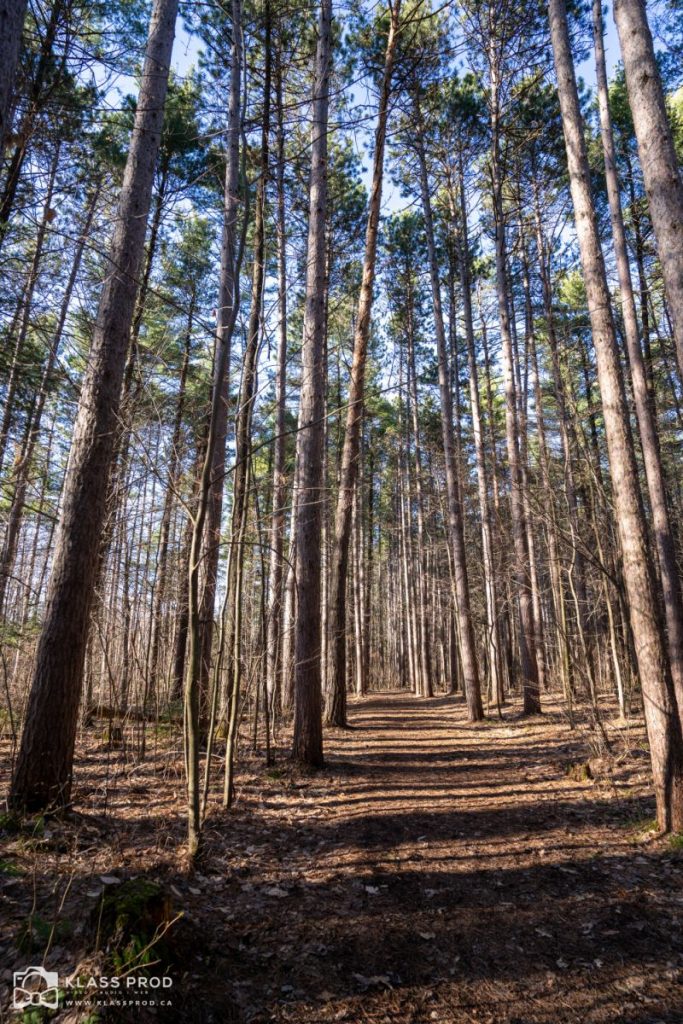 Centre de découverte de la forêt et du bois