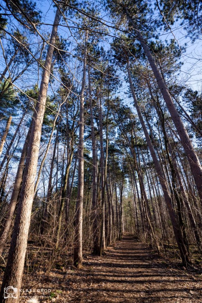 Centre de découverte de la forêt et du bois