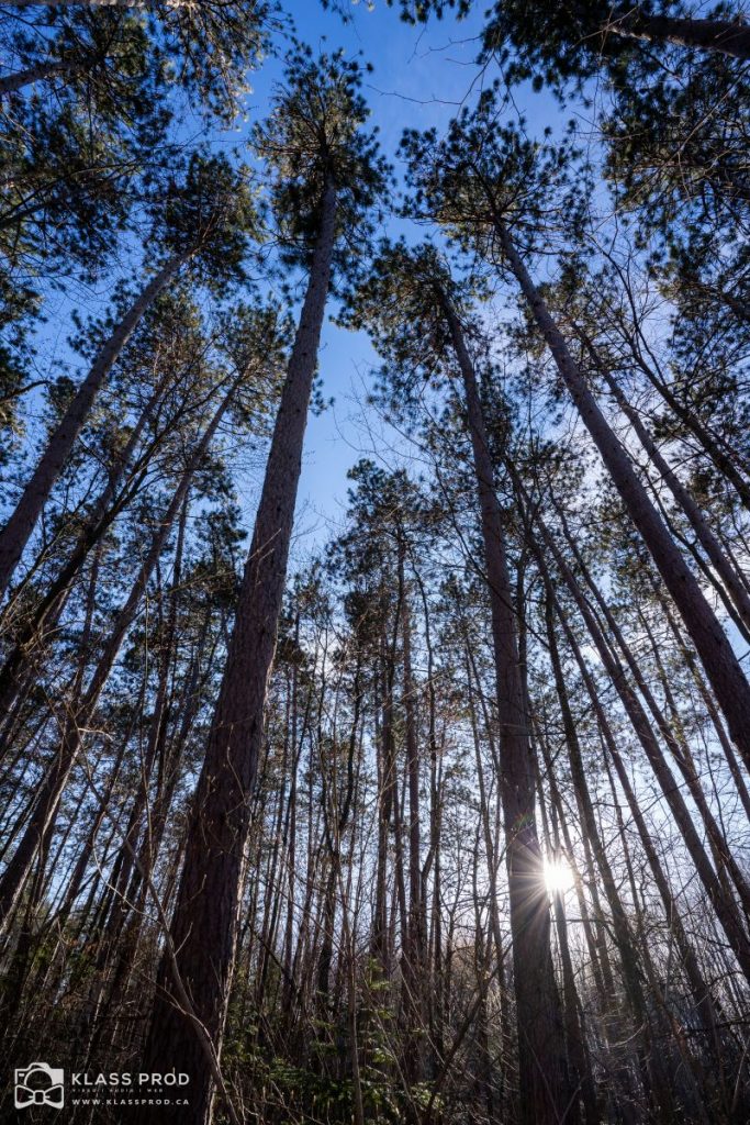 Centre de découverte de la forêt et du bois